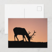 Elk | Nationaal park Rocky Mountains in Colorado Briefkaart (Voorkant / Achterkant)