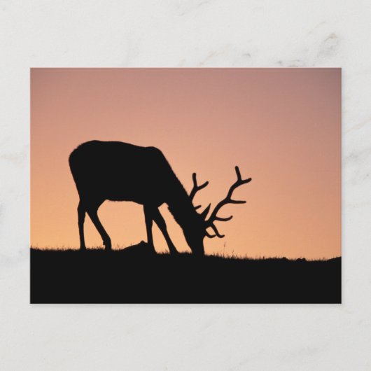 Elk | Nationaal park Rocky Mountains in Colorado Briefkaart (Voorkant)