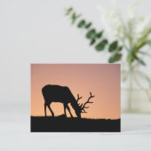 Elk | Nationaal park Rocky Mountains in Colorado Briefkaart (Staand voorkant)