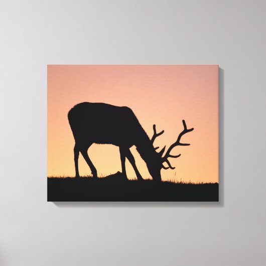 Elk | Nationaal park Rocky Mountains in Colorado Canvas Afdruk (Voorkant)