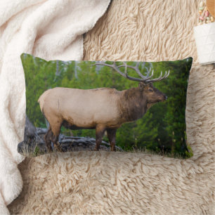 Elk   Nationaal park Yellowstone Wyoming Kussen