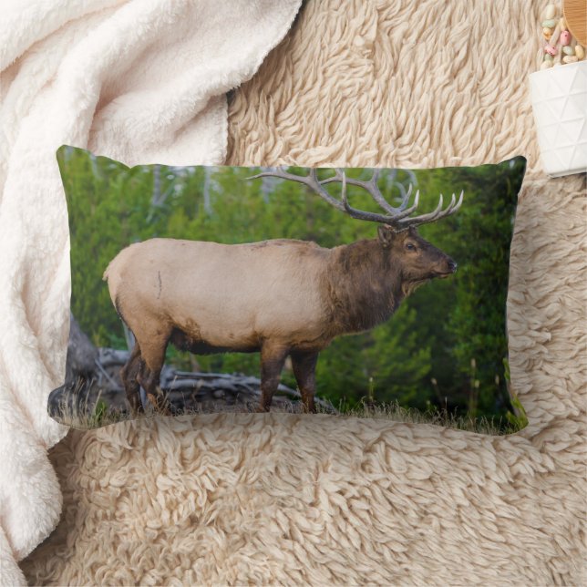 Elk | Nationaal park Yellowstone Wyoming Kussen (Deken)