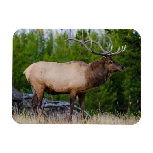 Elk | Nationaal park Yellowstone Wyoming Magneet (Horizontaal)