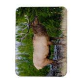 Elk | Nationaal park Yellowstone Wyoming Magneet (Verticaal)