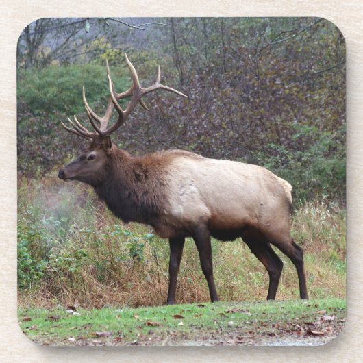 Elk Onderzetter (Voorkant)