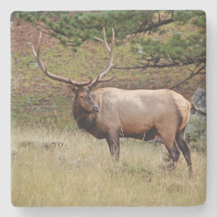 Elk op het Wild Square-onderzetter Stenen Onderzetter