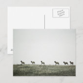 Elk P2799-Briefkaart Briefkaart (Voorkant / Achterkant)