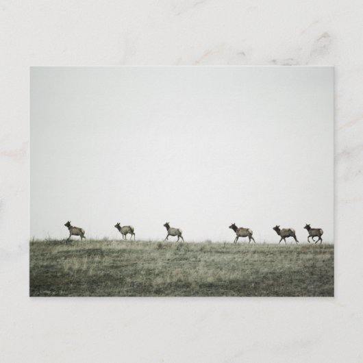 Elk P2799-Briefkaart Briefkaart (Voorkant)