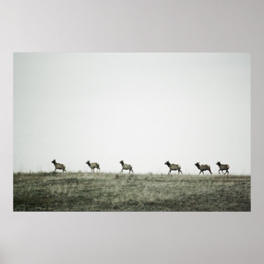 Elk P2799 Print (Voorkant)