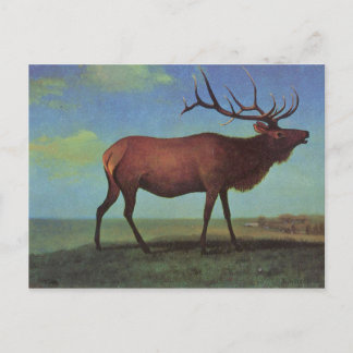 Elk Painting Briefkaart