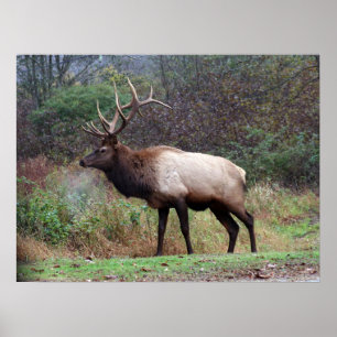Elk Poster