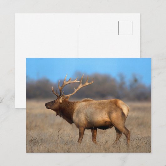 Elk profiel in het najaar briefkaart (Voorkant / Achterkant)