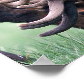 Elk, red Wildlife voor een betere Natuur van morge Poster (Hoek)