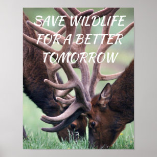 Elk, red Wildlife voor een betere Natuur van morge Poster