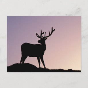 Elk Rocky Mountain National Park, Colorado Briefkaart