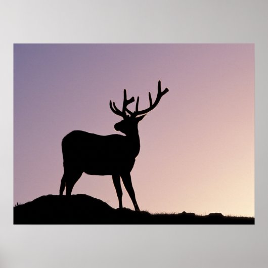 Elk Rocky Mountain National Park, Colorado Poster (Voorkant)