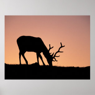 Elk Rocky Mountains National Park, Colorado Poster