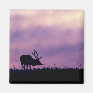 Elk Silhouette bij Sunset Magnet
