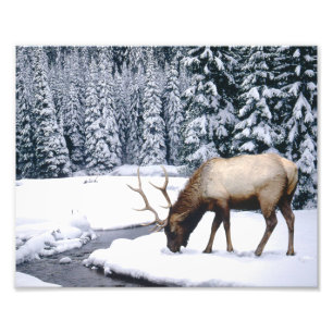 Elk Sneeuw Scene Foto Afdruk