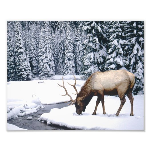Elk Sneeuw Scene Foto Afdruk (Voorkant)