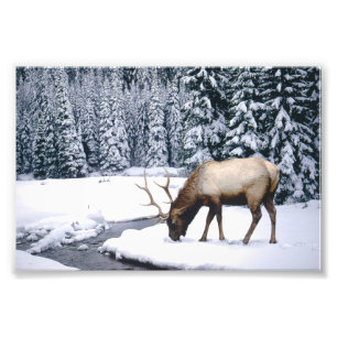 Elk Sneeuw Scene Foto Afdruk