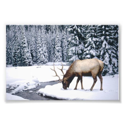 Elk Sneeuw Scene Foto Afdruk (Voorkant)