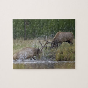 Elk stieren vechten, Yellowstone NP, Wyoming Legpuzzel