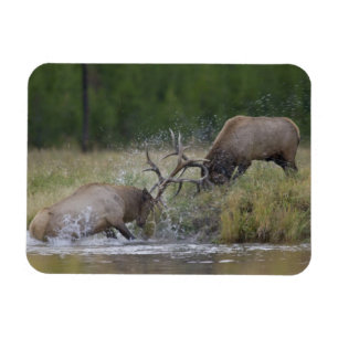 Elk stieren vechten, Yellowstone NP, Wyoming Magneet