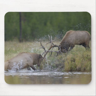 Elk stieren vechten, Yellowstone NP, Wyoming Muismat