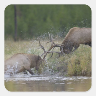 Elk stieren vechten, Yellowstone NP, Wyoming Vierkante Sticker