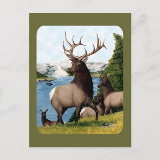 Elk Wapiti Briefkaart (Voorkant)