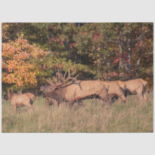 Elk-weefselpapier Tissuepapier