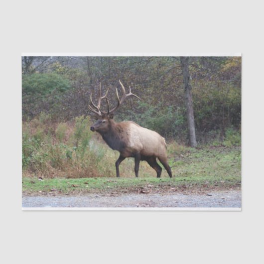 Elk-weefselpapier Tissuepapier (Voorkant)