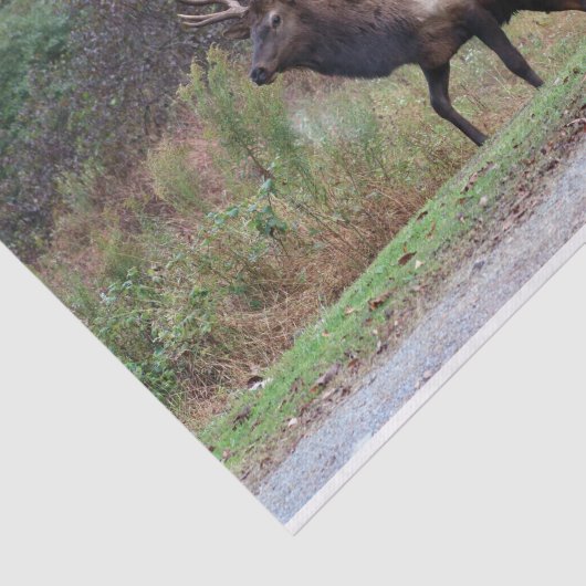 Elk-weefselpapier Tissuepapier (Detail)