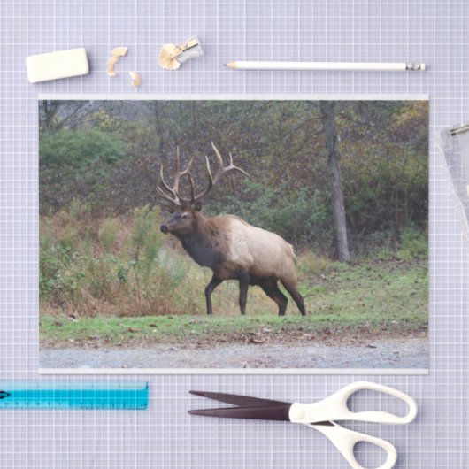 Elk-weefselpapier Tissuepapier (Craft)