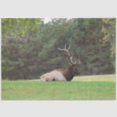 Elk-weefselpapier Tissuepapier (Voorkant)