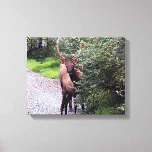 Elk Wrapped Canvas Afdruk