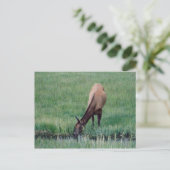 Elk-Yellowstone Briefkaart (Staand voorkant)