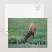 Elk-Yellowstone Briefkaart (Voorkant / Achterkant)