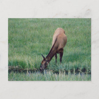 Elk-Yellowstone Briefkaart
