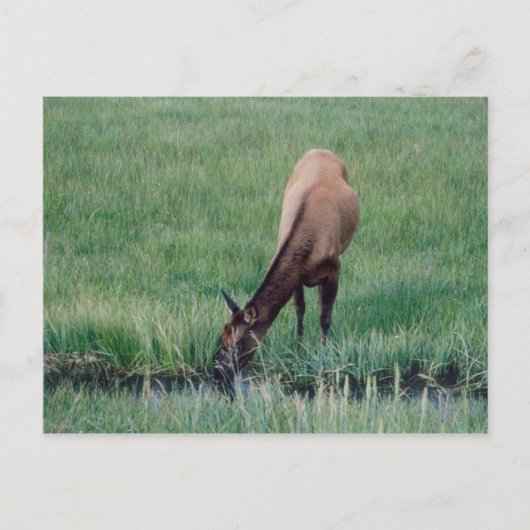 Elk-Yellowstone Briefkaart (Voorkant)