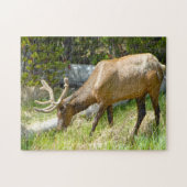 Elk Yellowstone Montana. Legpuzzel (Horizontaal)