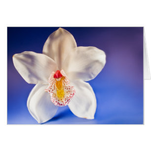 Elke dag een kaart bestellen