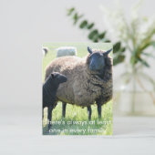 Elke familie heeft een zwart schaap briefkaart (Staand voorkant)