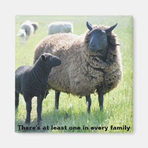 Elke familie heeft een zwarte schaapmagneet magneet