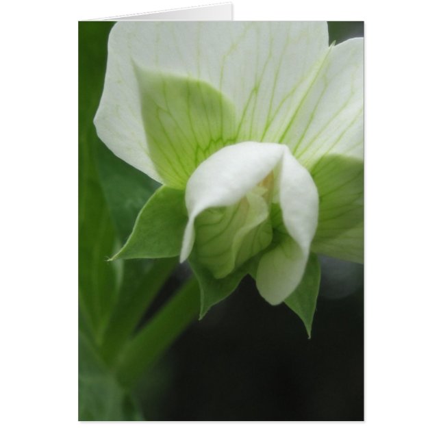 Elke keer dat er een Floral Macro-fotografie plaat (Voorkant)