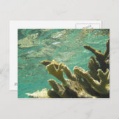 Elkhorn koraal in Florida Keys Briefkaart (Voorkant / Achterkant)