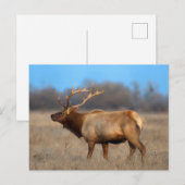 Elkprofiel in de herfst briefkaart (Voorkant / Achterkant)