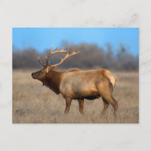Elkprofiel in de herfst briefkaart
