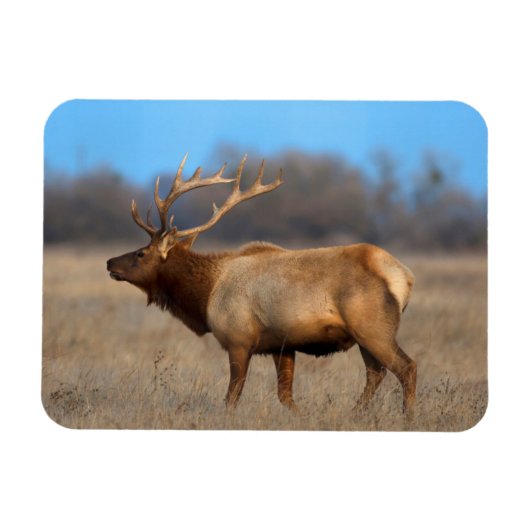 Elkprofiel in de herfst magneet (Horizontaal)
